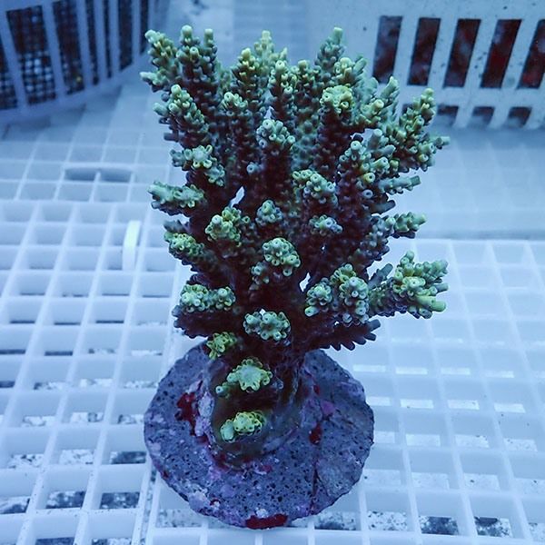 【サンゴ現物15】ブリードミドリイシ !15時までのご注文で当日発送 【ミ...