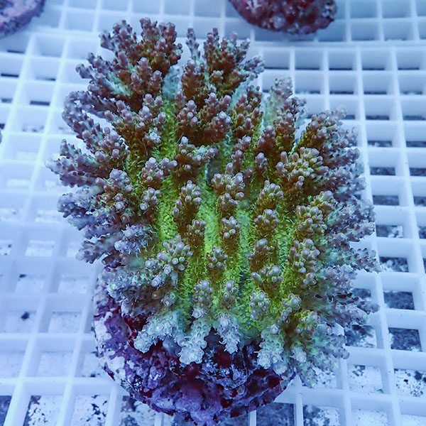 【サンゴ現物16】ブリードミドリイシ !15時までのご注文で当日発送 【ミ...