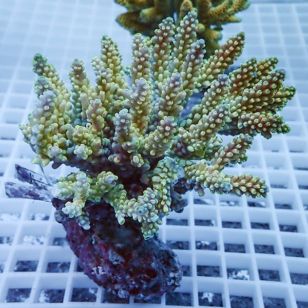 【サンゴ現物17】ブリードミドリイシ !15時までのご注文で当日発送 【ミ...