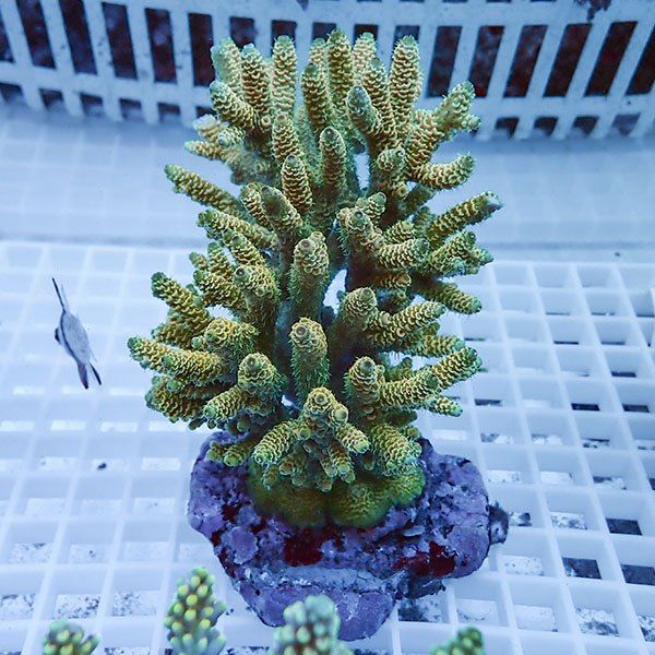 【サンゴ現物18】ブリードミドリイシ !15時までのご注文で当日発送 【ミ...