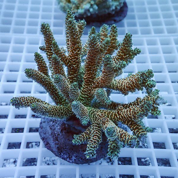 【サンゴ現物19】ブリードミドリイシ !15時までのご注文で当日発送 【ミ...