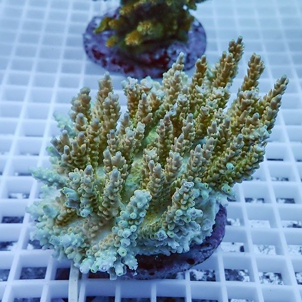 【サンゴ現物20】ブリードミドリイシ !15時までのご注文で当日発送 【ミ...