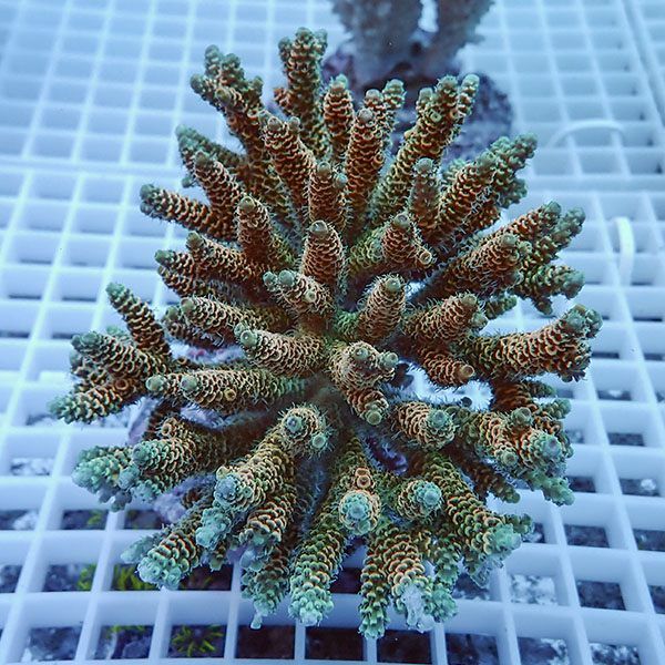 【サンゴ現物22】ブリードミドリイシ !15時までのご注文で当日発送 【ミ...