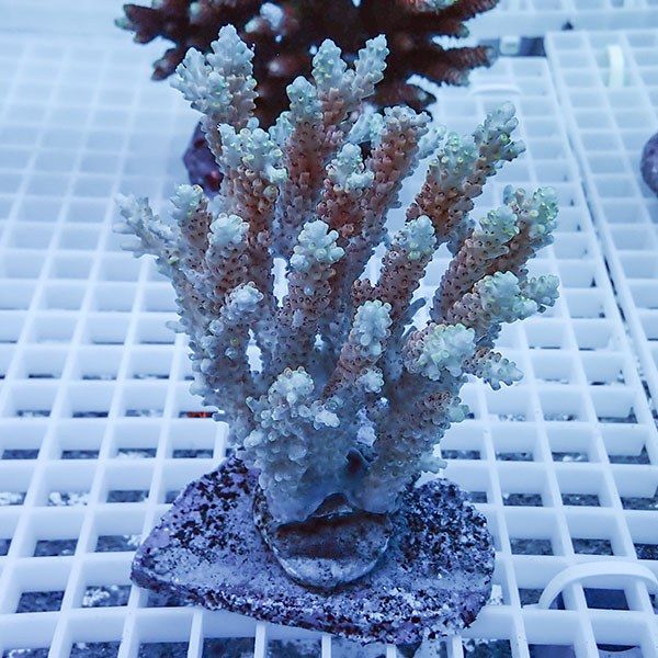 【サンゴ現物23】ブリードミドリイシ !15時までのご注文で当日発送 【ミ...