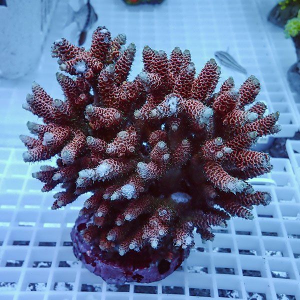 【サンゴ現物24】ブリードミドリイシ !15時までのご注文で当日発送 【ミ...
