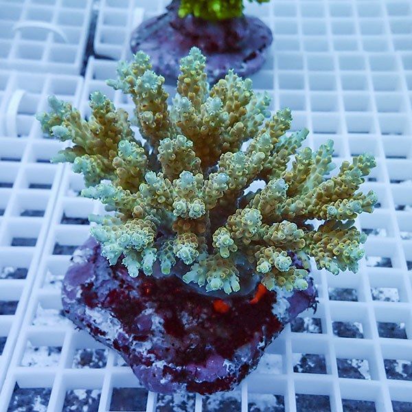 【サンゴ現物25】ブリードミドリイシ !15時までのご注文で当日発送 【ミ...
