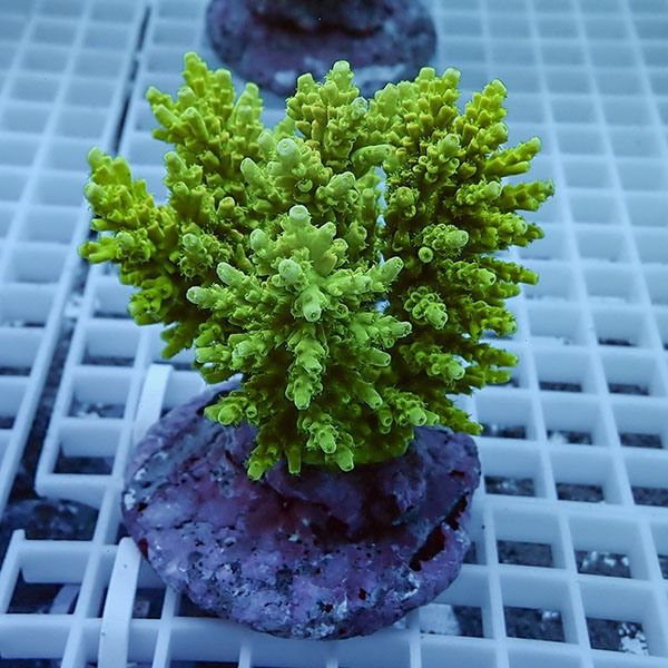 【サンゴ現物26】ブリードミドリイシ !15時までのご注文で当日発送 【ミ...