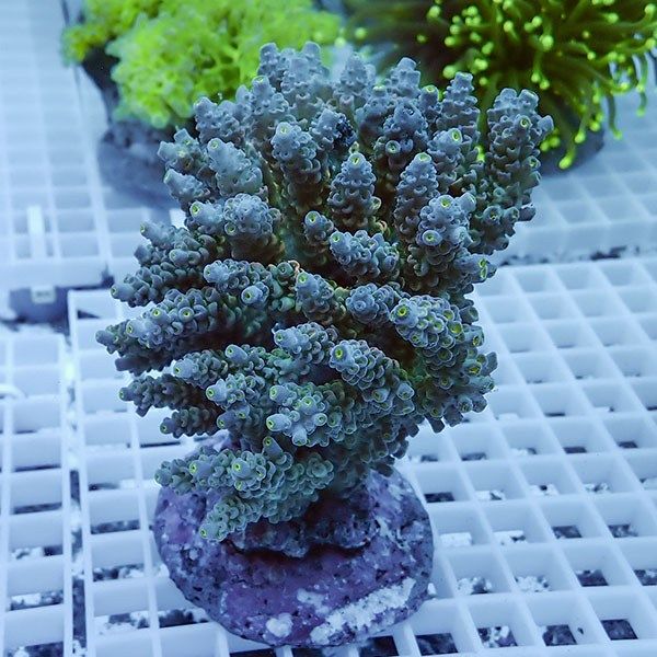 【サンゴ現物27】ブリードミドリイシ !15時までのご注文で当日発送 【ミ...