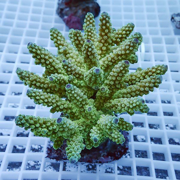 【サンゴ現物28】ブリードミドリイシ !15時までのご注文で当日発送 【ミ...