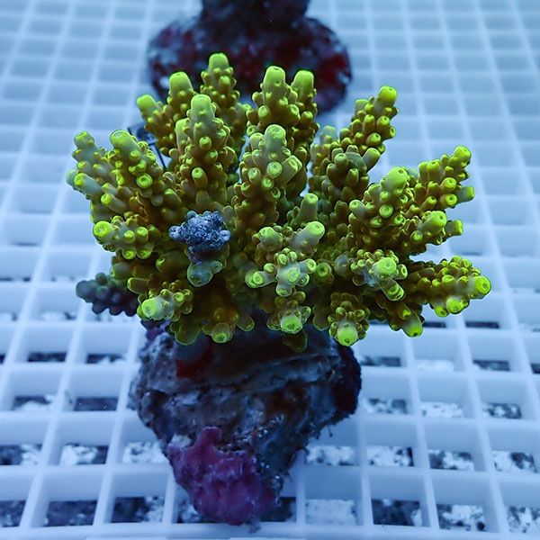 【サンゴ現物29】ブリードミドリイシ !15時までのご注文で当日発送 【ミ...