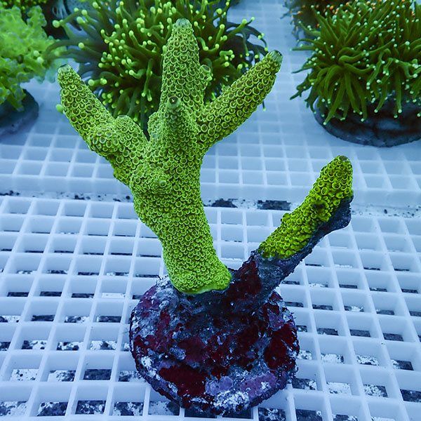 【サンゴ現物30】ブリードミドリイシ !15時までのご注文で当日発送 【ミ...