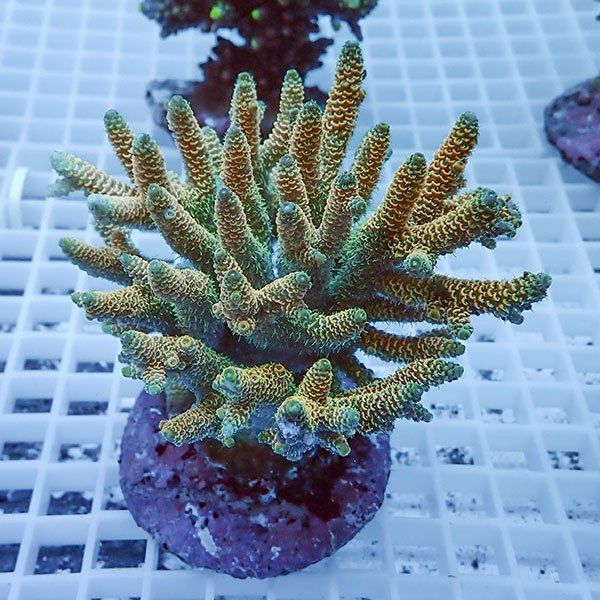 【サンゴ現物31】ブリードミドリイシ!15時までのご注文で当日発送 【ミ...