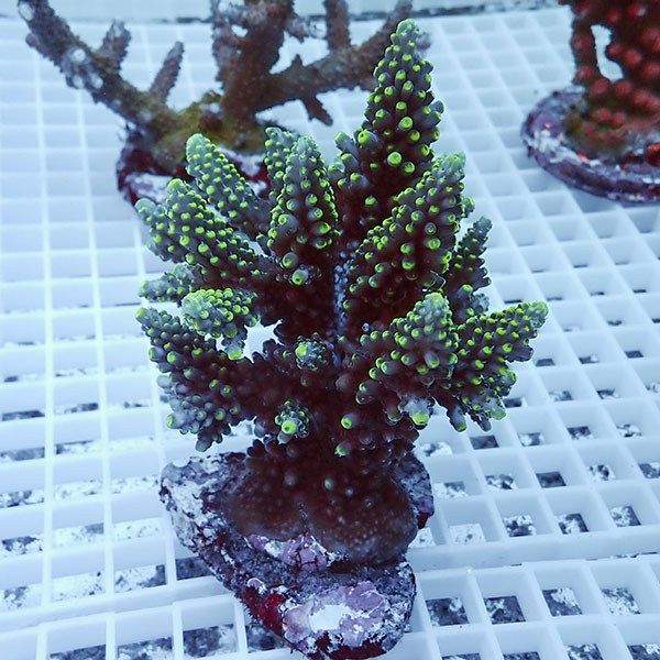 【サンゴ現物32】ブリードミドリイシ!15時までのご注文で当日発送 【ミ...