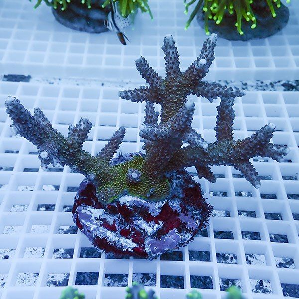 【サンゴ現物33】ブリードミドリイシ !15時までのご注文で当日発送 【ミ...