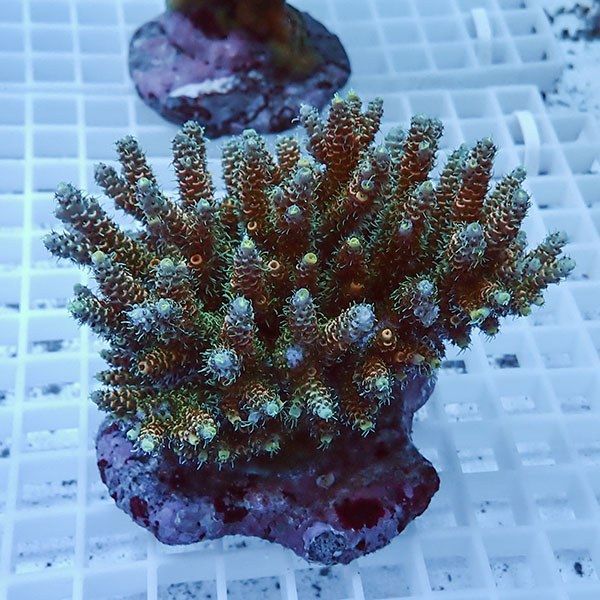 【サンゴ現物34】ブリードミドリイシ !15時までのご注文で当日発送 【ミ...