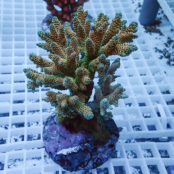 【サンゴ現物35】ブリードミドリイシ !15時までのご注文で当日発送 【ミ...