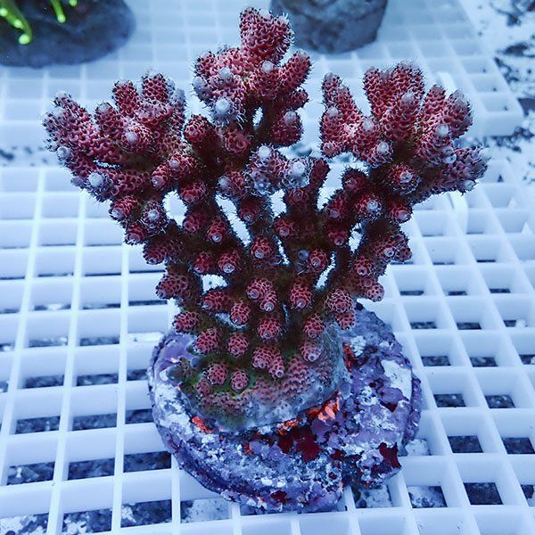 【サンゴ現物36】ブリードミドリイシ !15時までのご注文で当日発送 【ミ...