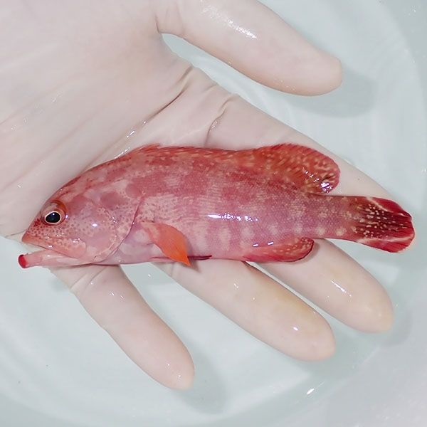 【現物4】ニジハタ 12.5cm±!海水魚 ハタ 15時までのご注文で当日発送(t...