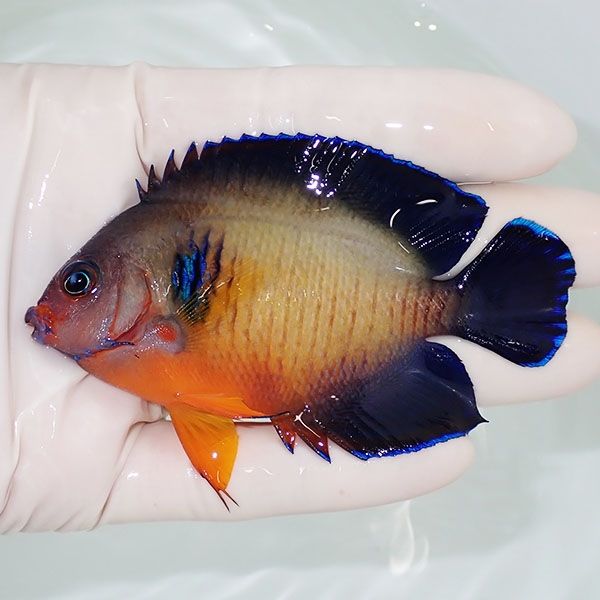 【現物1】ルリヤッコ 深場個体 8.5cm! 海水魚 ヤッコ 15時までのご注文...