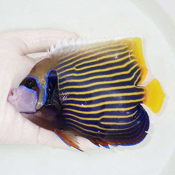 【現物5】タテジマキンチャクダイ 15cm±!海水魚 ヤッコ 15時までのご注...