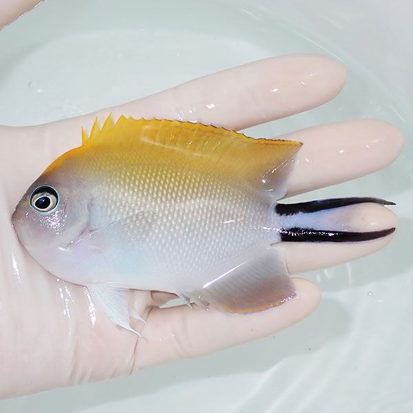 【現物】 ヤイトヤッコ 10.5cm± ! 海水魚 ヤッコ 15時までのご注文で...