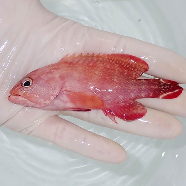 【現物2】ニジハタ 11cm± !海水魚 生体 15時までのご注文で当日発送(t12...