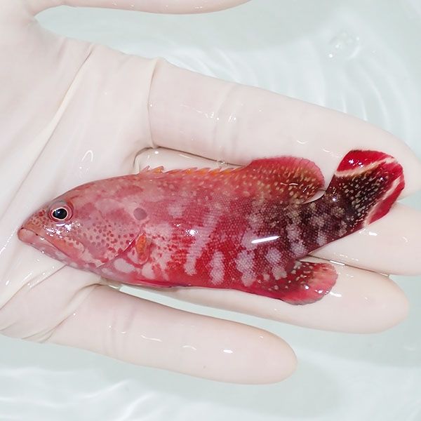 【現物3】ニジハタ 9.5cm± !ハタ 海水魚 生体 15時までのご注文で当日発...