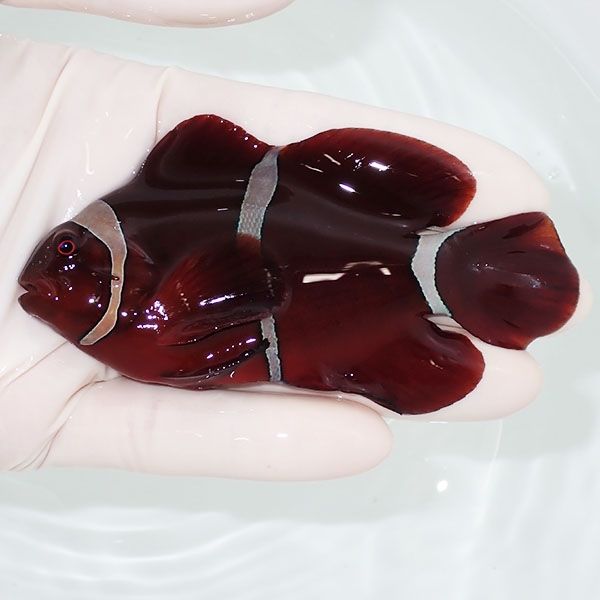 【現物】スパインチーク BIG 10.5cm! wild 海水魚 クマノミ(t111(t207