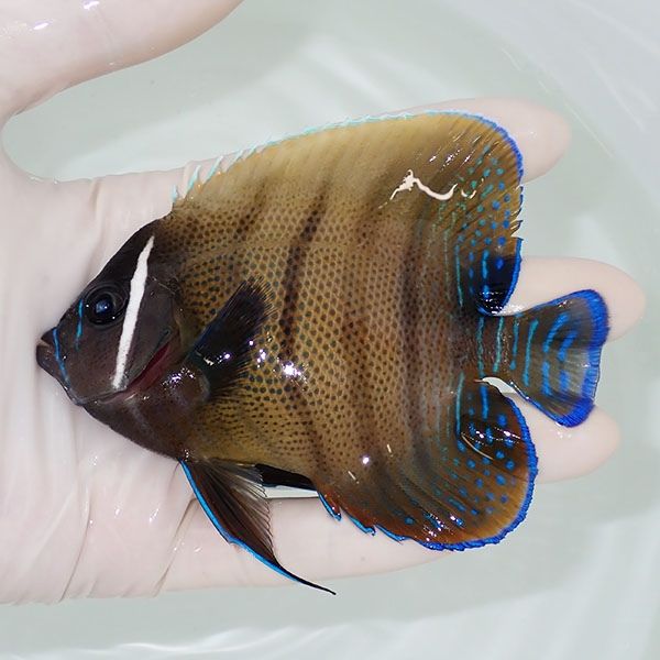 【現物3】ロクセンヤッコ 10.5cm± ! 海水魚 ヤッコ 15時までのご注文で...
