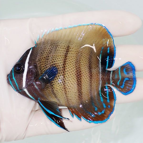 【現物1】ロクセンヤッコ 8.5cm± !海水魚 生体 15時までのご注文で当日...