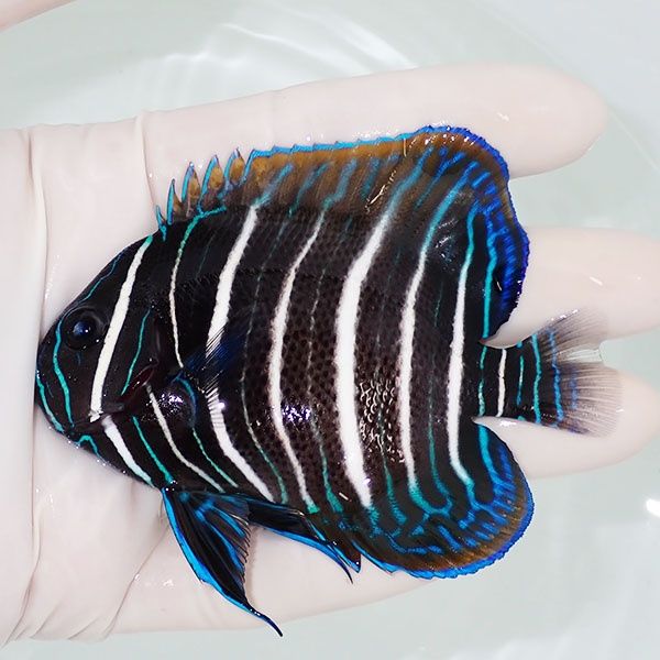 【現物2】ロクセンヤッコ 9.5cm± ! 海水魚 生体 15時までのご注文で当日...