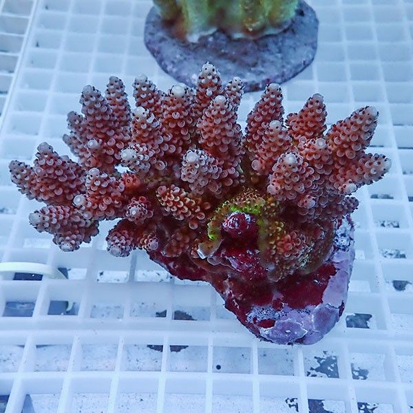 【サンゴ現物38】ブリードミドリイシ !15時までのご注文で当日発送 【ミ...