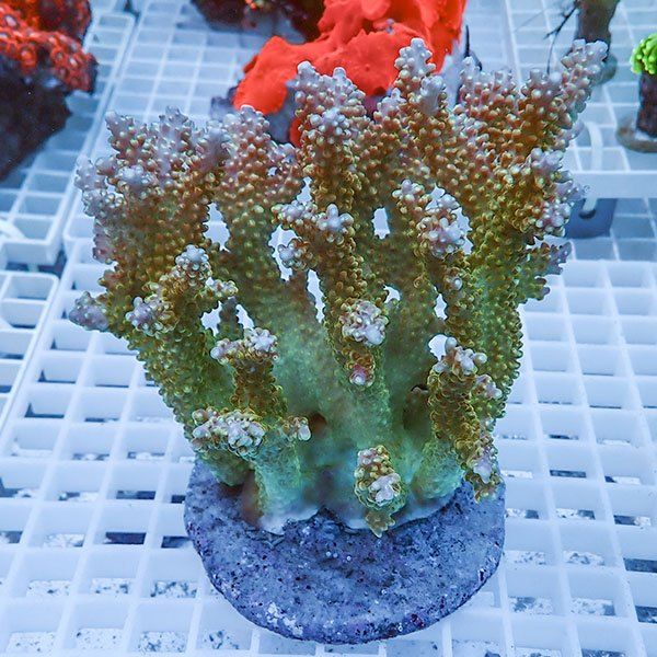 【サンゴ現物39】ブリードミドリイシ !15時までのご注文で当日発送 【ミ...