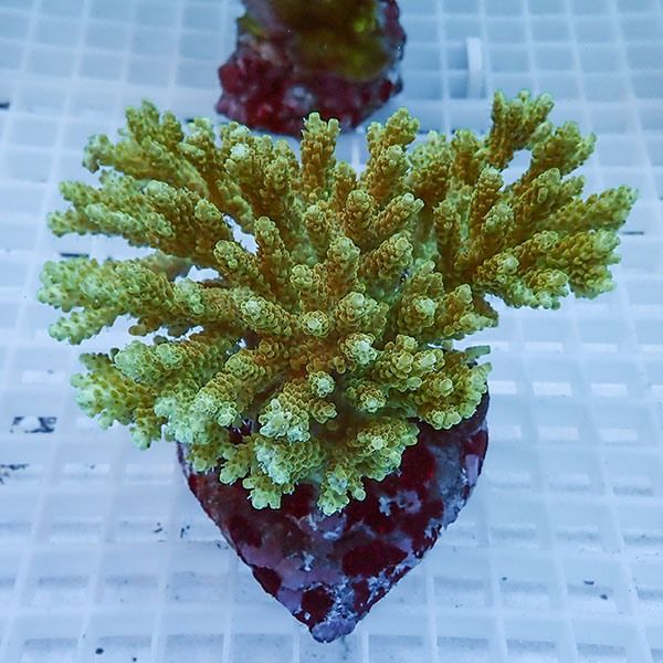 【サンゴ現物40】ブリードミドリイシ !15時までのご注文で当日発送 【ミ...