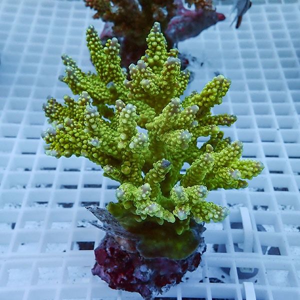 【サンゴ現物41】ブリードミドリイシ !15時までのご注文で当日発送 【ミ...