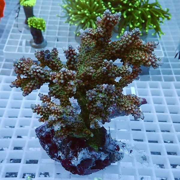 【サンゴ現物42】ブリードミドリイシ !15時までのご注文で当日発送 【ミ...