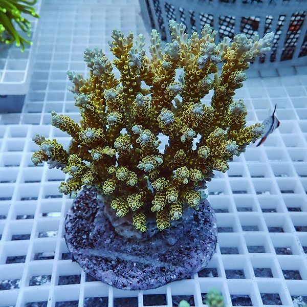 【サンゴ現物44】ブリードミドリイシ!15時までのご注文で当日発送 【ミ...