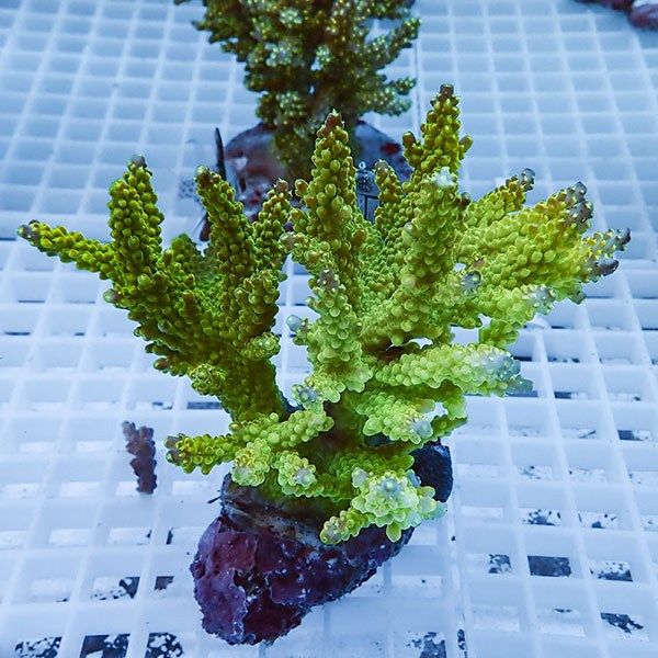 【サンゴ現物45】ブリードミドリイシ!15時までのご注文で当日発送 【ミ...