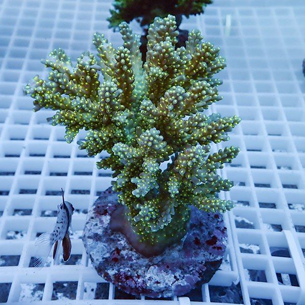 【サンゴ現物46】ブリードミドリイシ !15時までのご注文で当日発送 【ミ...