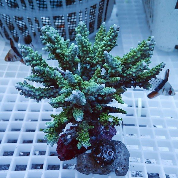 【サンゴ現物47】ブリードミドリイシ!15時までのご注文で当日発送 【ミ...