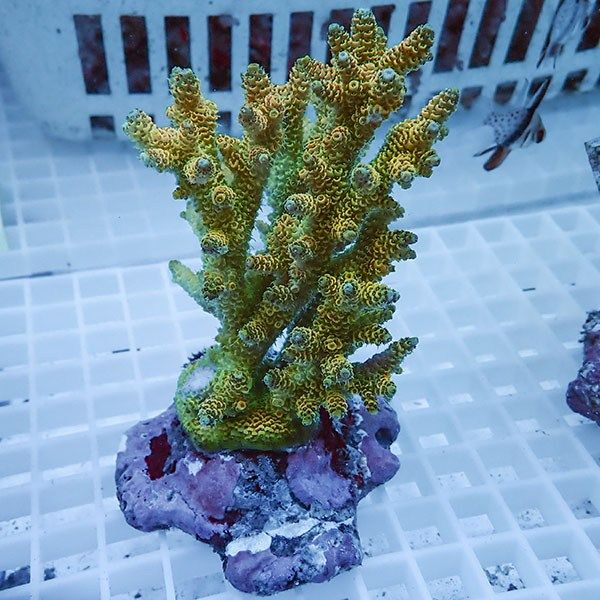 【サンゴ現物49】ブリードミドリイシ !15時までのご注文で当日発送 【ミ...