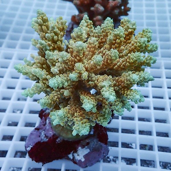 【サンゴ現物50】ブリードミドリイシ !15時までのご注文で当日発送 【ミ...