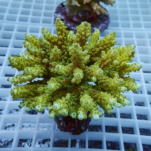 【サンゴ現物53】ブリードミドリイシ !15時までのご注文で当日発送 【ミ...