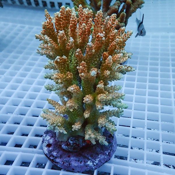 【サンゴ現物54】ブリードミドリイシ !15時までのご注文で当日発送 【ミ...