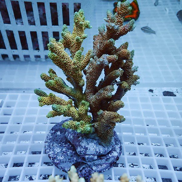 【サンゴ現物55】ブリードミドリイシ !15時までのご注文で当日発送 【ミ...