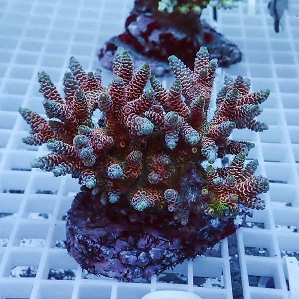 【サンゴ現物56】ブリードミドリイシ !15時までのご注文で当日発送 【ミ...