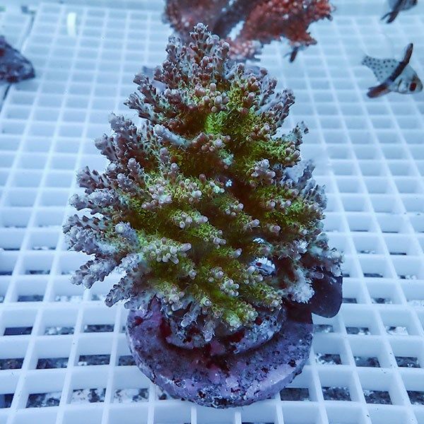 【サンゴ現物58】ブリードミドリイシ !15時までのご注文で当日発送 【ミ...