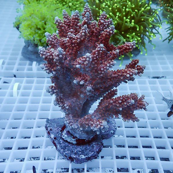 【サンゴ現物59】ブリードミドリイシ !15時までのご注文で当日発送 【ミ...