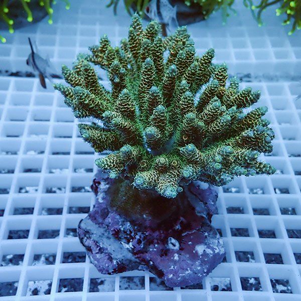 【サンゴ現物61】ブリードミドリイシ !15時までのご注文で当日発送 【ミ...