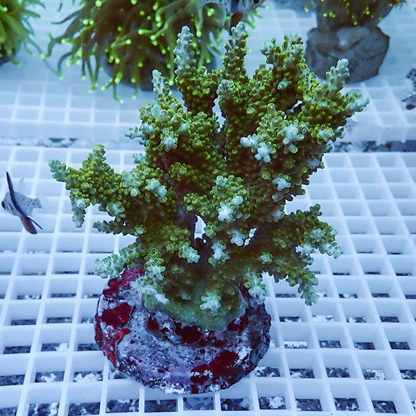 【サンゴ現物63】ブリードミドリイシ !15時までのご注文で当日発送 【ミ...